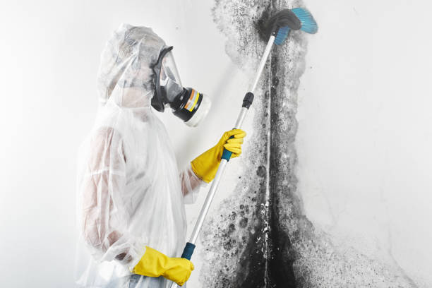 Best Emergency Mold Remediation  in Waggaman, LA
