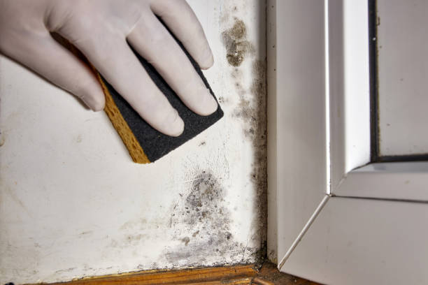 Best Mold Remediation for Healthcare Facilities  in Waggaman, LA